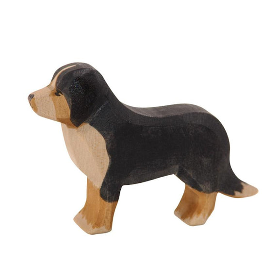 Bernese Mountain Dog