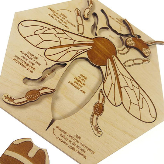 Busy Bee Anatomy Puzzle